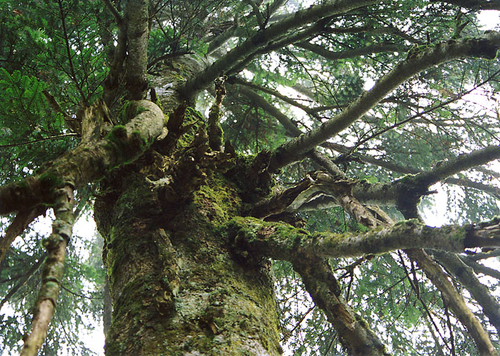 豪快な構図の老獪杉
