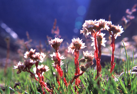 タダルプーに咲く花